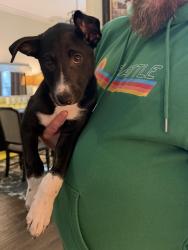Found/Stray Female Dog last seen Found on my Porch, Fort Worth, TX 76244