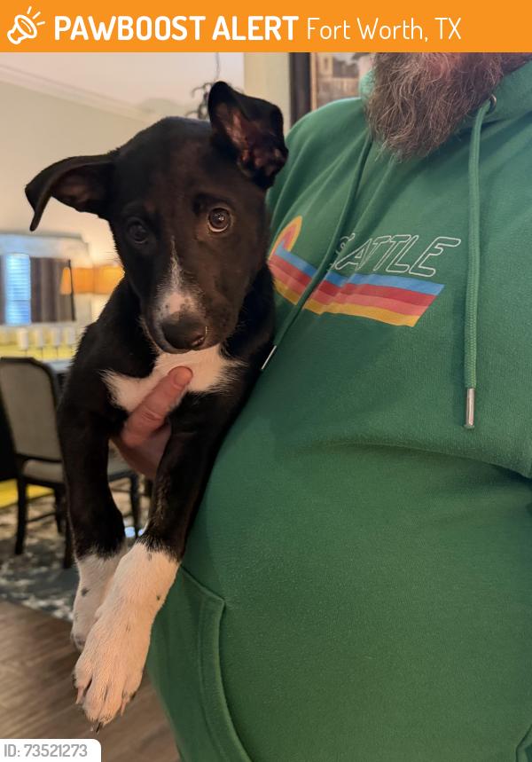 Found/Stray Female Dog last seen Found on my Porch, Fort Worth, TX 76244