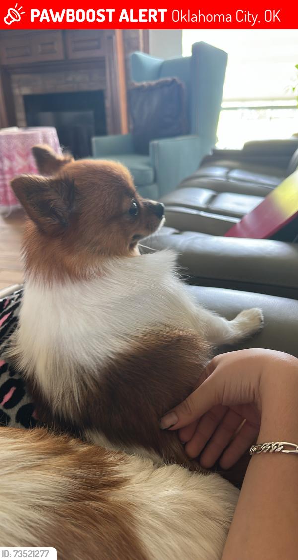 Lost Female Dog last seen Brink Junior High, Oklahoma City, OK 73170
