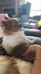 Lost Female Dog last seen Brink Junior High, Oklahoma City, OK 73170