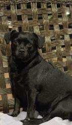Reunited Female Dog last seen Chianti court and winding brook west, Sugar Land, TX 77479