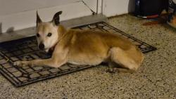 Reunited Unknown Dog last seen Cascades, port saint lucie, fl, Port St. Lucie, FL 34986