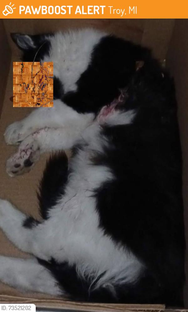 Found/Stray Unknown Cat last seen Square Lake Rd. east of Rochester Road, Troy, MI, Troy, MI 48085