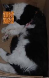 Found/Stray Unknown Cat last seen Square Lake Rd. east of Rochester Road, Troy, MI, Troy, MI 48085