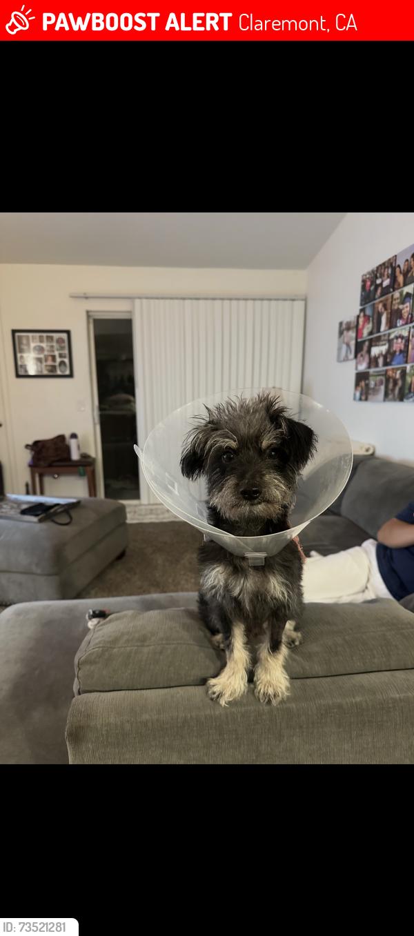 Lost Male Dog last seen Radcliffe, Claremont, CA 91711