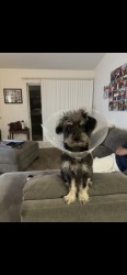 Lost Male Dog last seen Radcliffe, Claremont, CA 91711