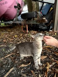 Found/Stray Unknown Cat last seen 29th Ave N & 15th Street N, St. Petersburg, FL 33704