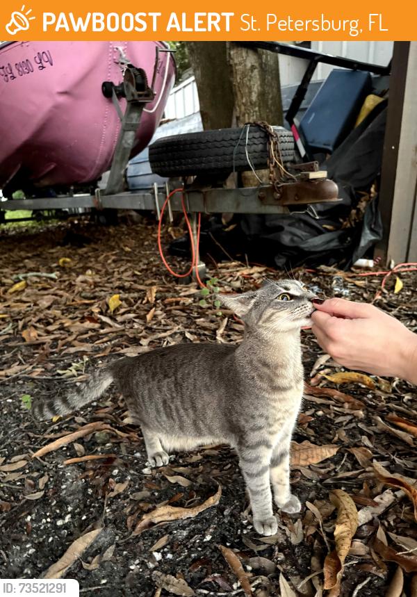 Found/Stray Unknown Cat last seen 29th Ave N & 15th Street N, St. Petersburg, FL 33704