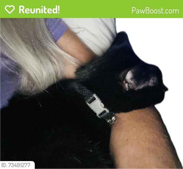 Reunited Male Cat last seen Pryor Street & N Recreation, Fresno, CA 93720