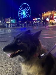 Reunited Female Dog last seen Downtown seattle, Seattle, WA 98144