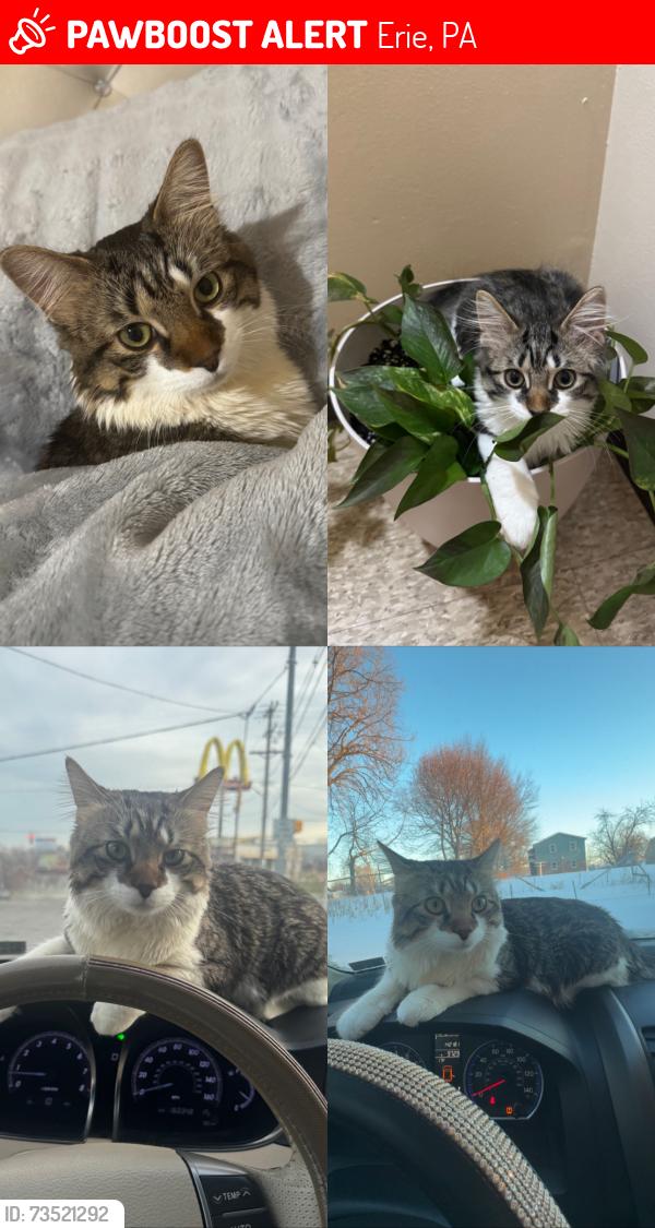Lost Male Cat last seen Hess Ave East 10th, Erie, PA 16507