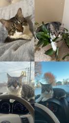 Lost Male Cat last seen Hess Ave East 10th, Erie, PA 16507