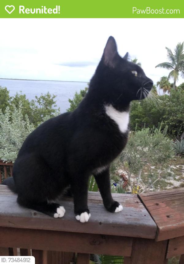 Reunited Male Cat last seen Sugarloaf de, Sugarloaf Shores, FL 33042