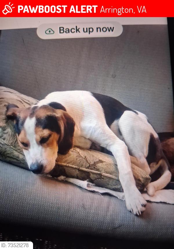 Lost Male Dog last seen Oakridge farm, Arrington, VA 22922