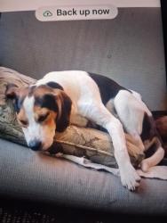 Lost Male Dog last seen Oakridge farm, Arrington, VA 22922