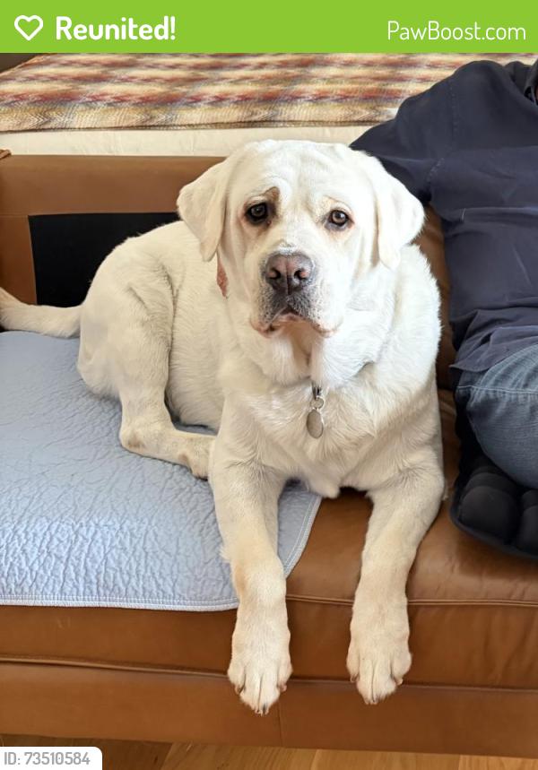 Reunited Male Dog last seen Hillside Dr, San Diego, CA 92037