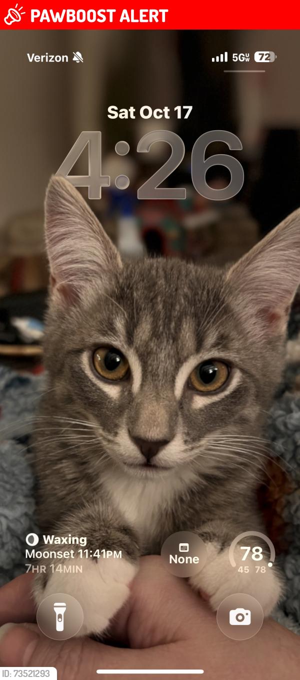 Lost Male Cat last seen Five Mile and Lake Hazel, Southwest Ada County Alliance, ID 83709