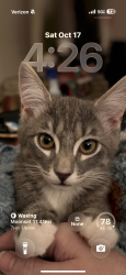 Lost Male Cat last seen Five Mile and Lake Hazel, Southwest Ada County Alliance, ID 83709