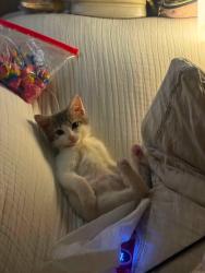 Reunited Female Cat last seen Near Kelly Cir, Louisville, TN 37777, USA, Louisville, TN 37777
