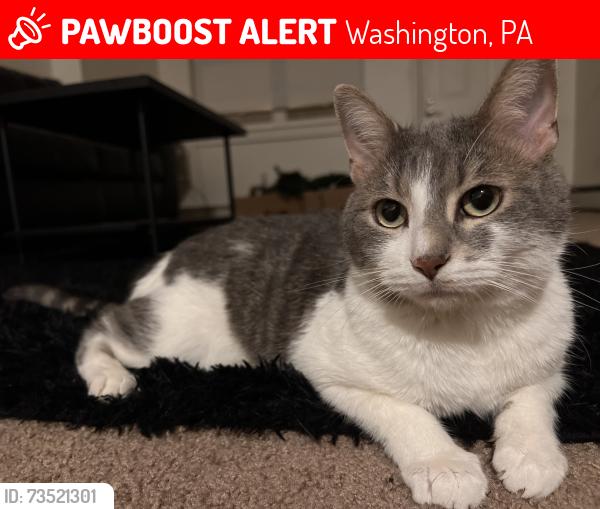 Lost Male Cat last seen McElree Road, Washington, PA 15301