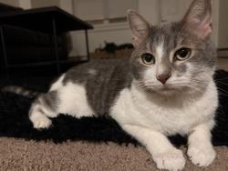 Lost Male Cat last seen McElree Road, Washington, PA 15301