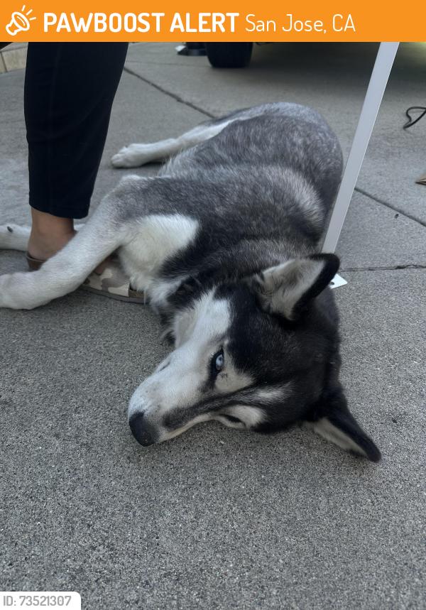 Found/Stray Female Dog last seen Ocala, San Jose, CA 95122