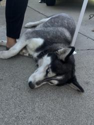 Found/Stray Female Dog last seen Ocala, San Jose, CA 95122