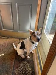 Reunited Female Dog last seen 112th & Rockwell, Oklahoma City, OK 73162