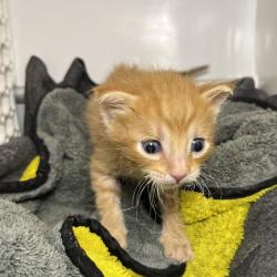 Shelter Stray Male Cat last seen , 4575 E Mesquite Ave, Palm Springs, CA 92264, USA