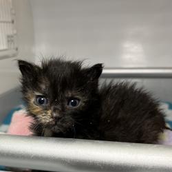 Shelter Stray Female Cat last seen , 4575 E Mesquite Ave, Palm Springs, CA 92264, USA