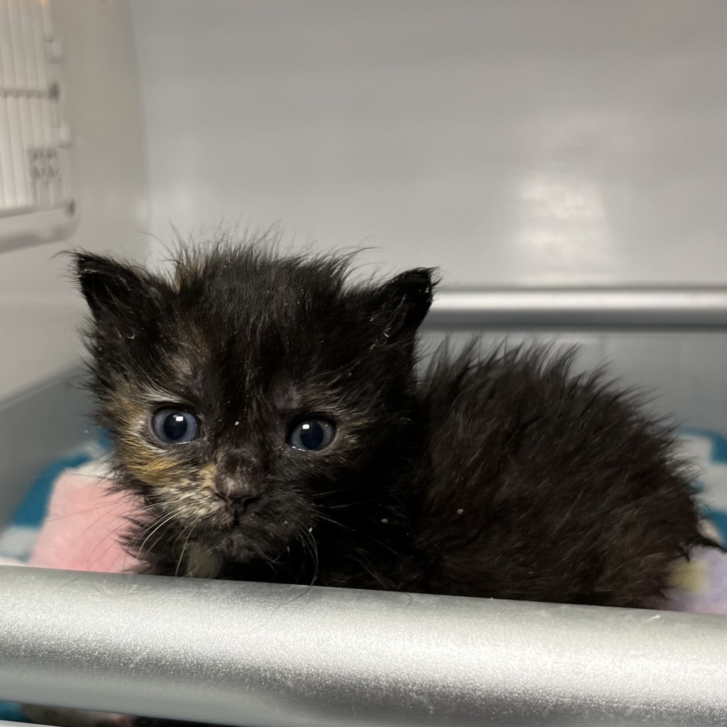 Shelter Stray Female Cat last seen , 4575 E Mesquite Ave, Palm Springs, CA 92264, USA