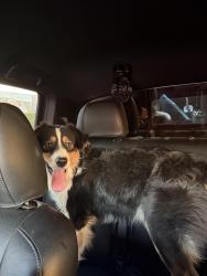 Lost Male Dog last seen Near S Hallock Dr Santa Paula, CA 93060 United States, Santa Paula, CA 93060
