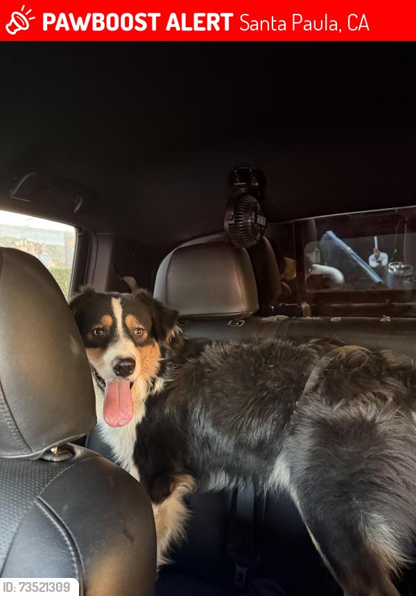Lost Male Dog last seen Near S Hallock Dr Santa Paula, CA 93060 United States, Santa Paula, CA 93060
