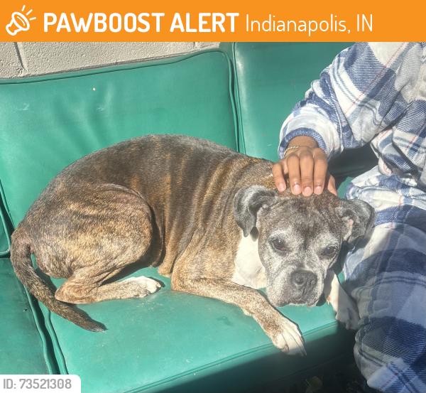 Found/Stray Female Dog last seen 30th & Fall.Creek parkway, Indianapolis, IN 46205