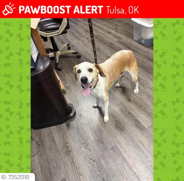 Lost Male Dog last seen By the kfc, Tulsa, OK 74107