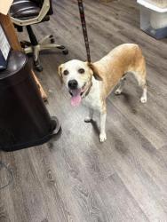 Lost Male Dog last seen By the kfc, Tulsa, OK 74107