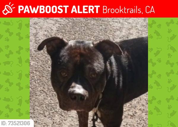 Lost Male Dog last seen Ridge Rd/BuckeyeRd, Brooktrails, CA 95490