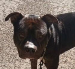 Lost Male Dog last seen Ridge Rd/BuckeyeRd, Brooktrails, CA 95490