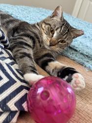 Reunited Male Cat last seen Whittier St NW between 4th and 5th, Washington, DC 20012