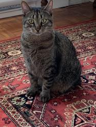 Reunited Male Cat last seen Walnut street between Shirley and Cedar, Halifax, NS 