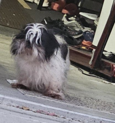 Found/Stray Unknown Dog last seen Blue Fin Trail Union City, Union City, GA 30291