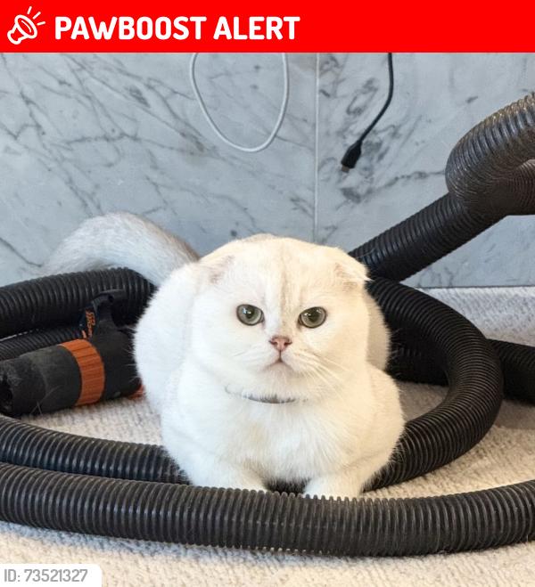 Lost Male Cat last seen Renton, lake Kathleen, Восток Рентон Хайлендс, WA 98059