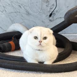 Lost Male Cat last seen Renton, lake Kathleen, Восток Рентон Хайлендс, WA 98059