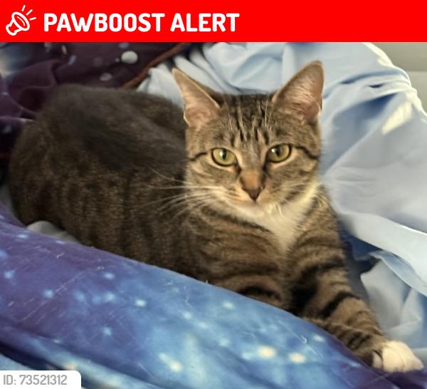 Lost Female Cat last seen Main st, Worcester County, MA 01436