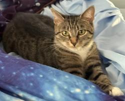 Lost Female Cat last seen Main st, Worcester County, MA 01436