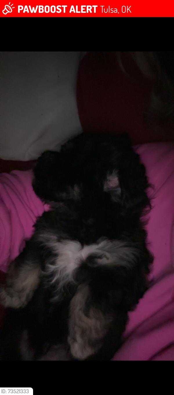 Lost Male Dog last seen apache/yale, Tulsa, OK 74115