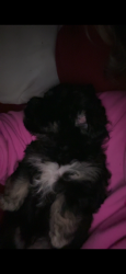 Lost Male Dog last seen apache/yale, Tulsa, OK 74115