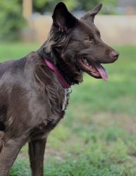 Reunited Female Dog last seen Near N Roosevelt Ave, Wichita, KS 67208, USA, Wichita, KS 67208