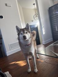 Lost Male Dog last seen 21e avenue and Victoria in Lachine, Montreal, QC H8S 0A4