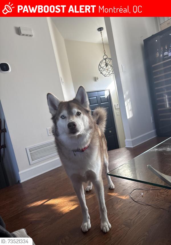 Lost Male Dog last seen 21e avenue and Victoria in Lachine, Montreal, QC H8S 0A4